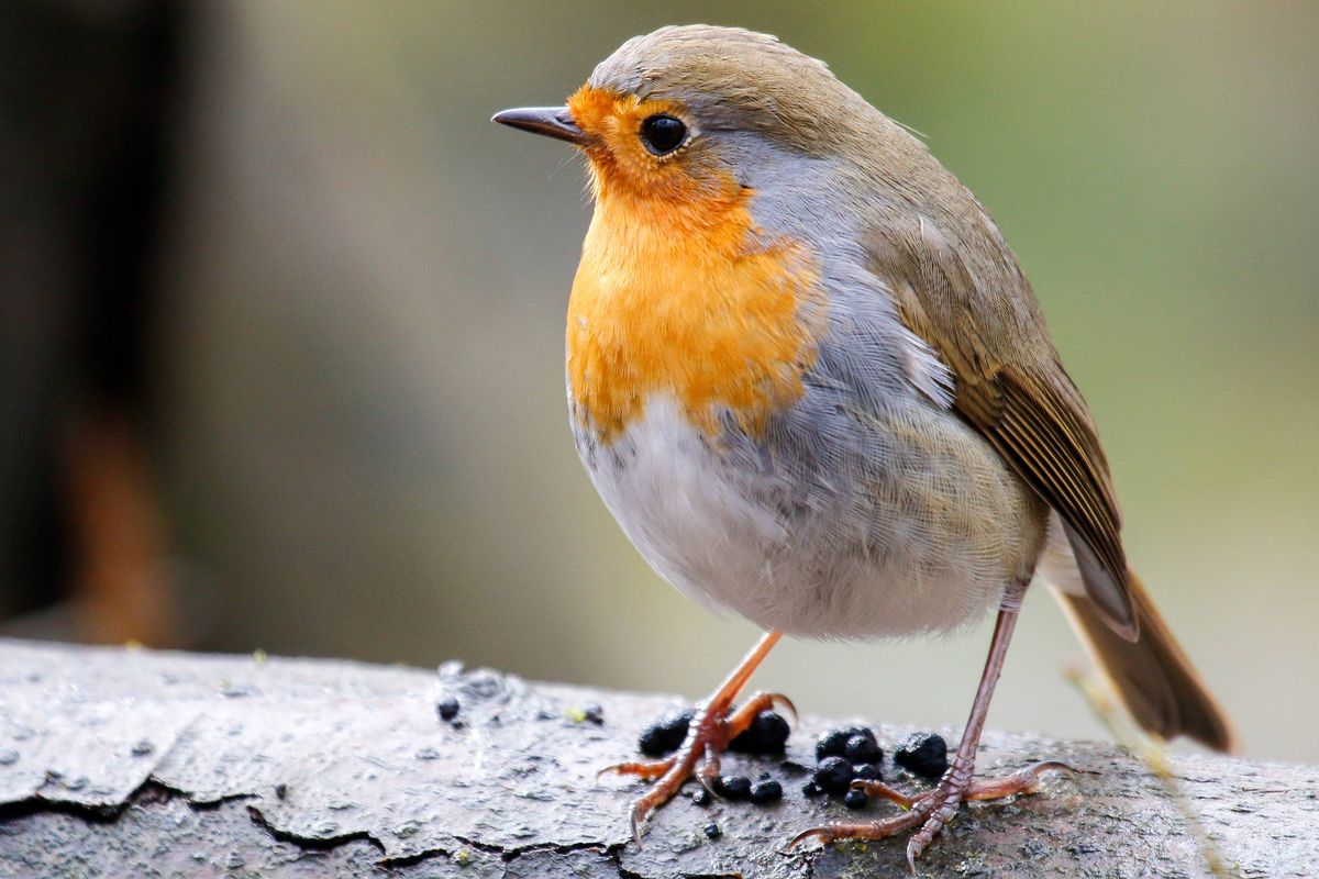 European Robin (Erithacus rubecula) perched on a branch, Black Forest, Baden-Württemberg, Germany