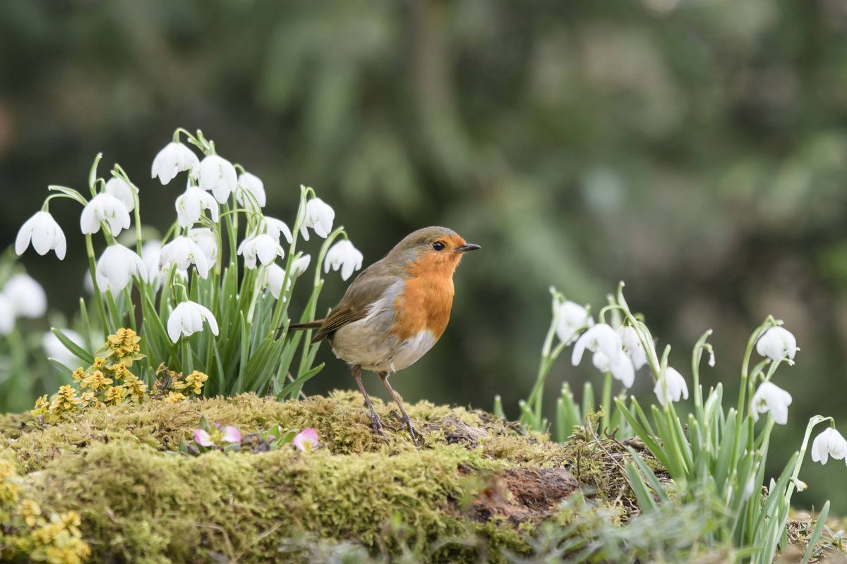 European robin perched in flowering snowdrops in garden.