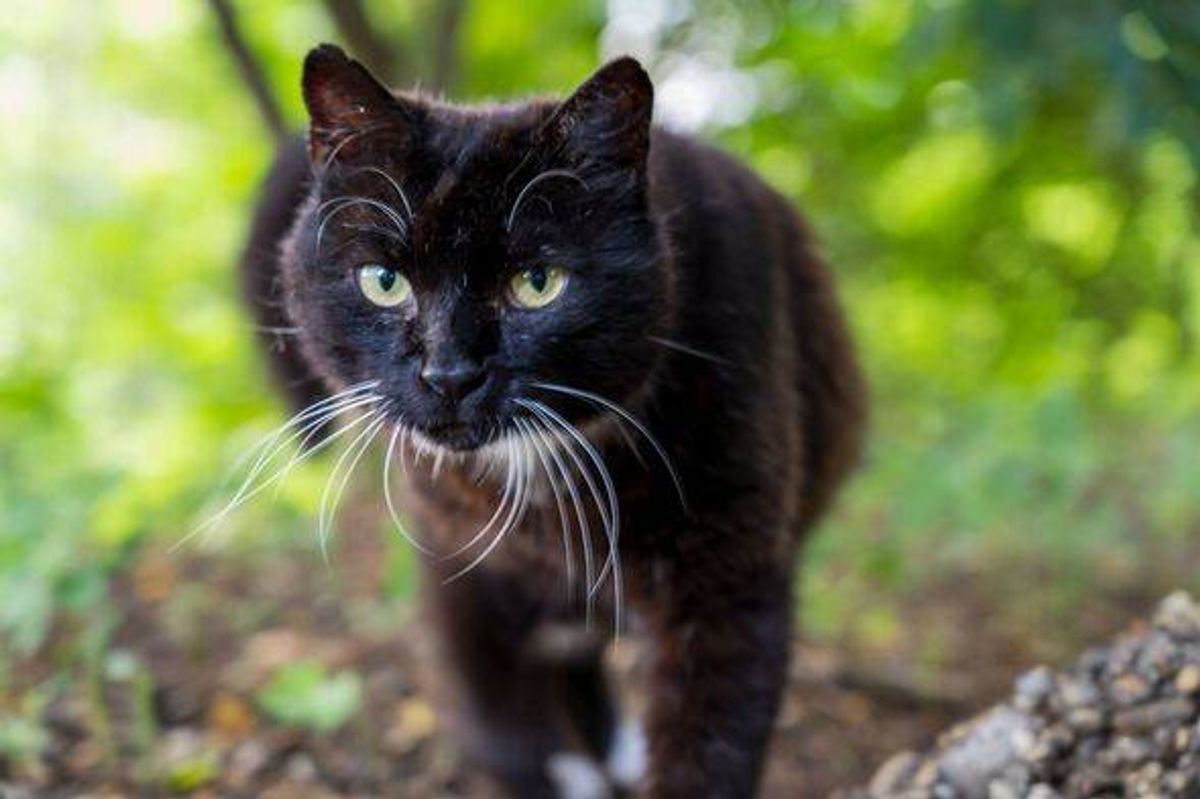 Forest cat portrait