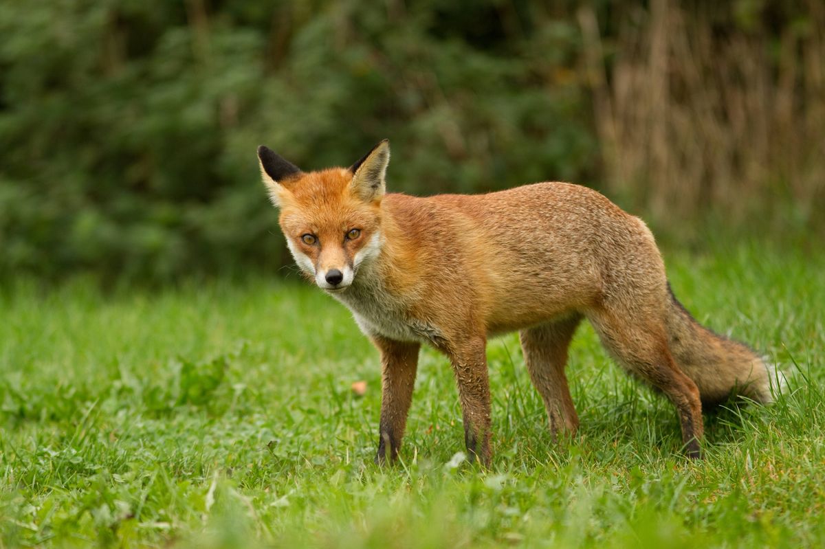 Male Fox taken in the UK, in an urban garden.