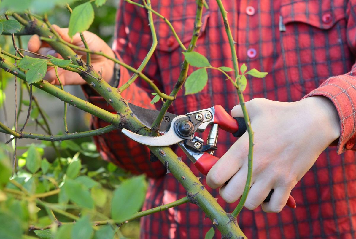 Gardener with garden pruning scissors pruning