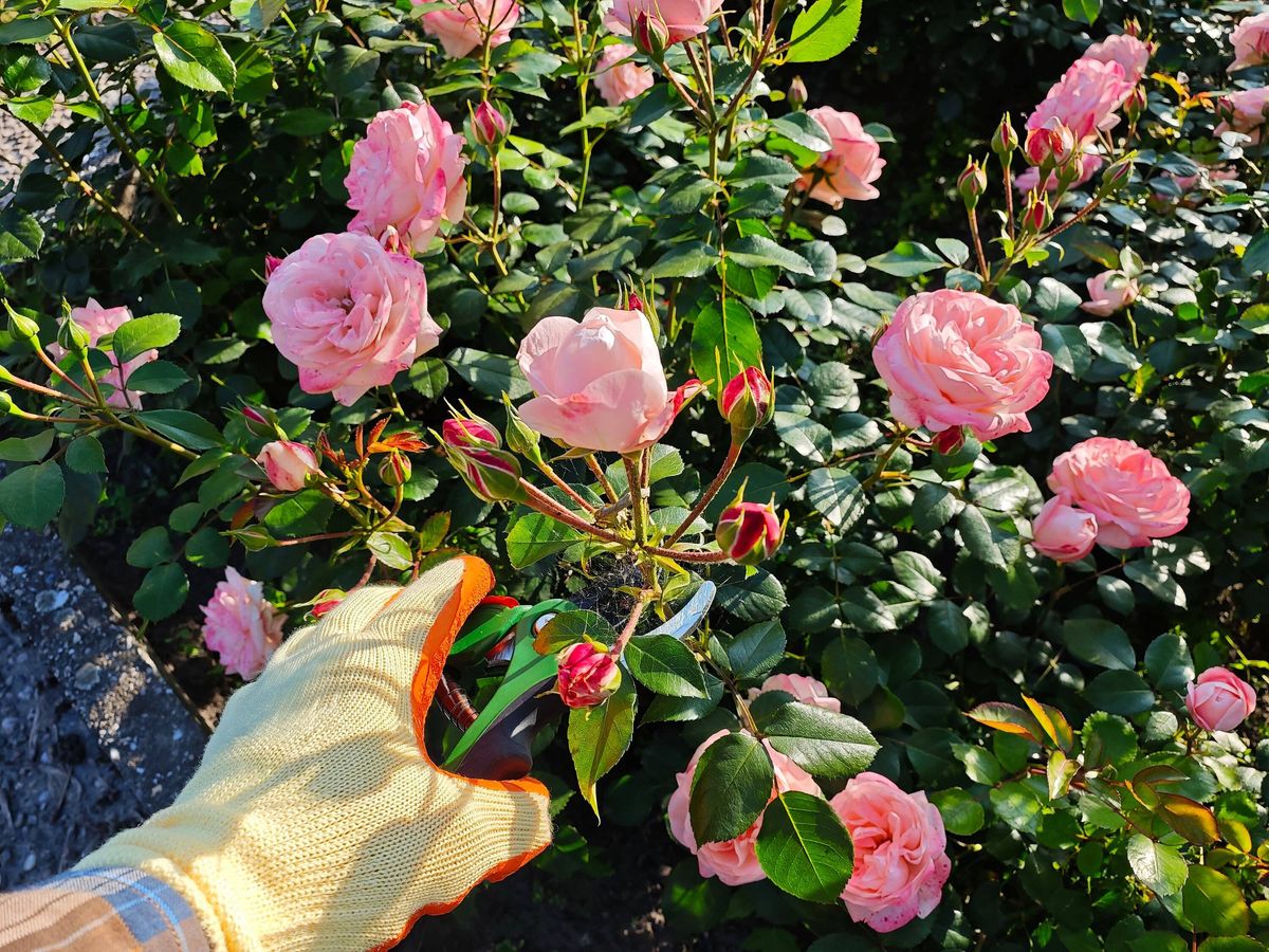 Gardener's Hand in Glove Pruning Pink Roses in Sunlit Summer Garden. Perfect for themes such as floriculture, gardening products, plant care, and outd