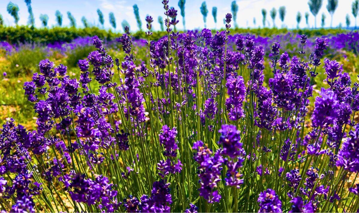 Gardeners need to be careful when checking lavender plants in late February