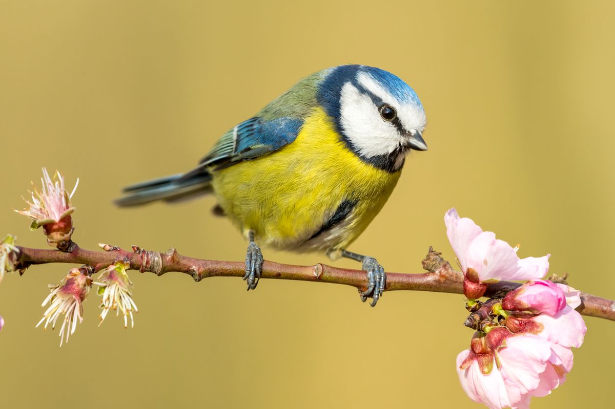Blue tit (Scientific name:  cyanistes caeruleus) in Springtime, perching on a branch with pink almond blossom.  Facing right. C