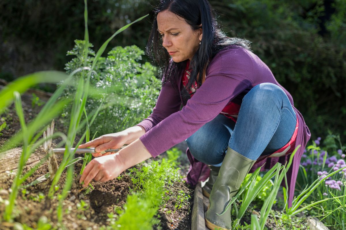Mature woman hoeing weeds with hand fork and mattock in vegetable garden.