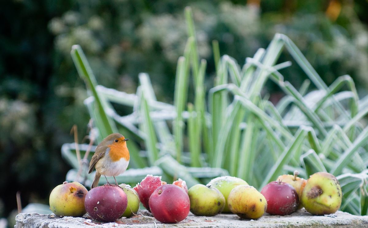 A close-up image displaying a variety of small, round fruits, including apples and pears, placed on a stone surface. The fruits exhibit a range of colors, from red to yellow, with some displaying a frost-like coating. Tall, slender green plants with frost are visible in the background.