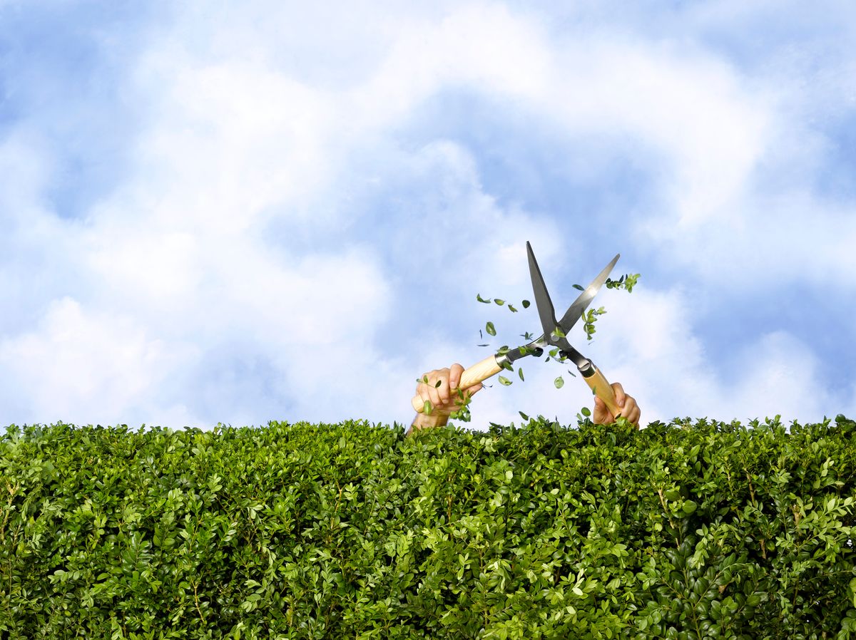 trimming hedge