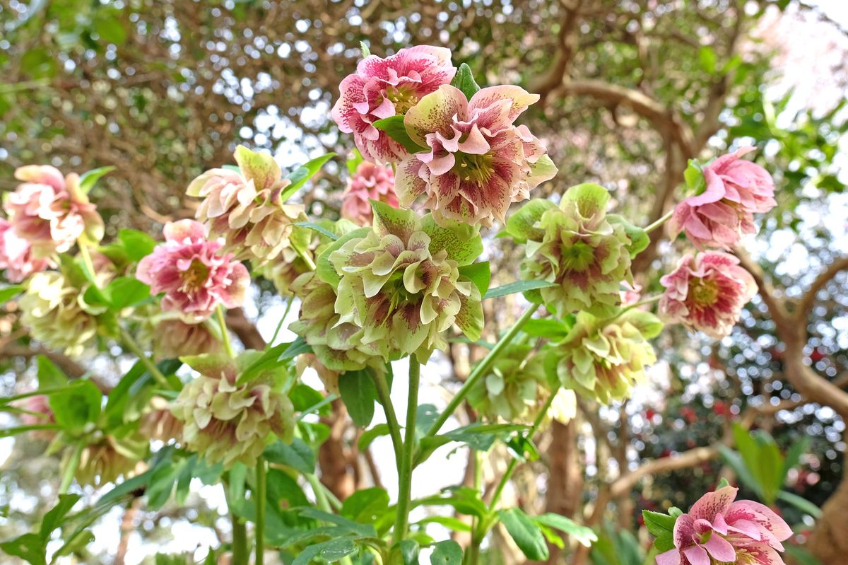 Beautiful flowers that thrive in February include Helleborus