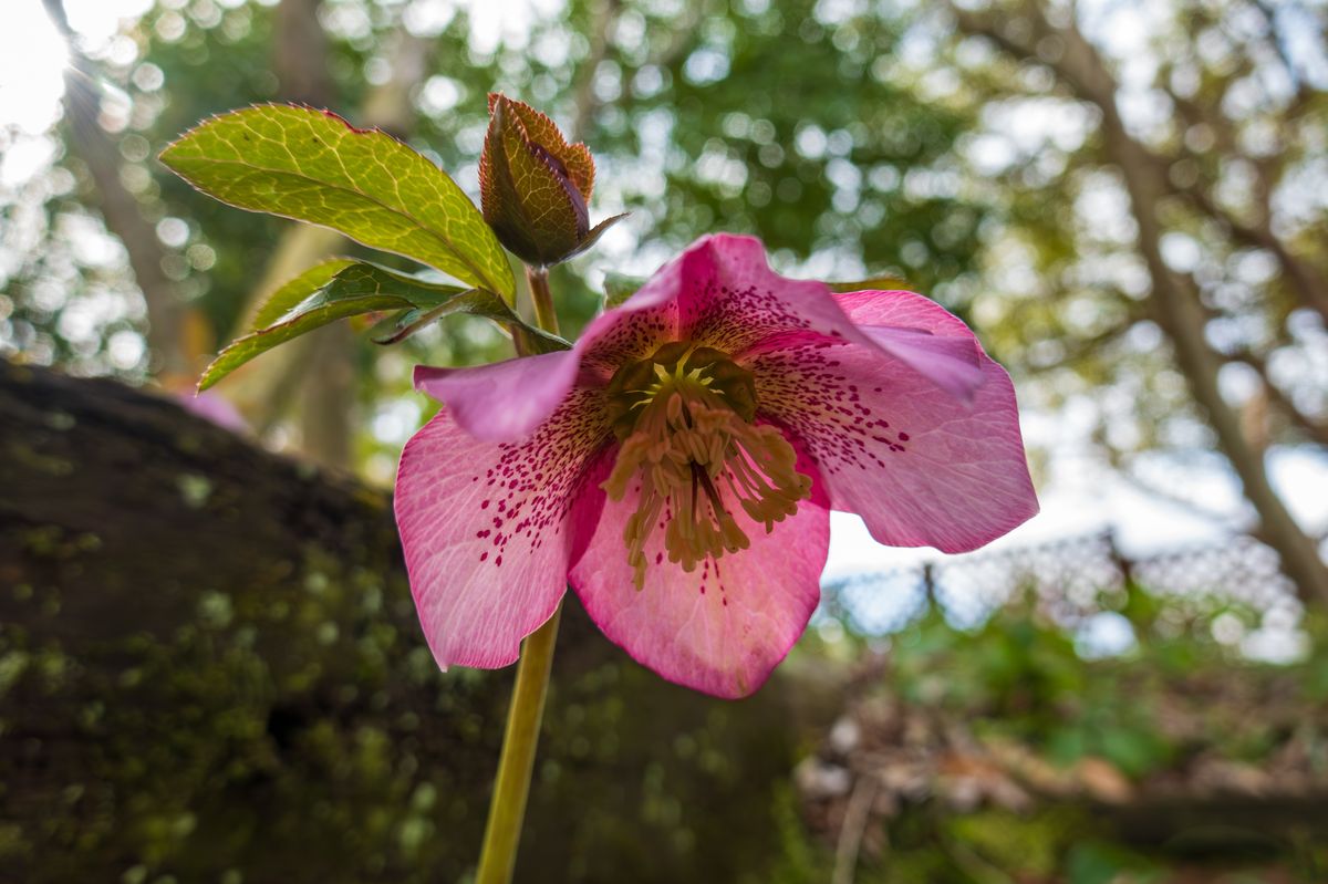 These pretty flowers are at their best in February - Hellebores 
