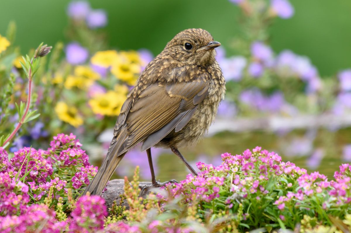 European robin, juvenile, low level from rear, head turned, in garden flowers.