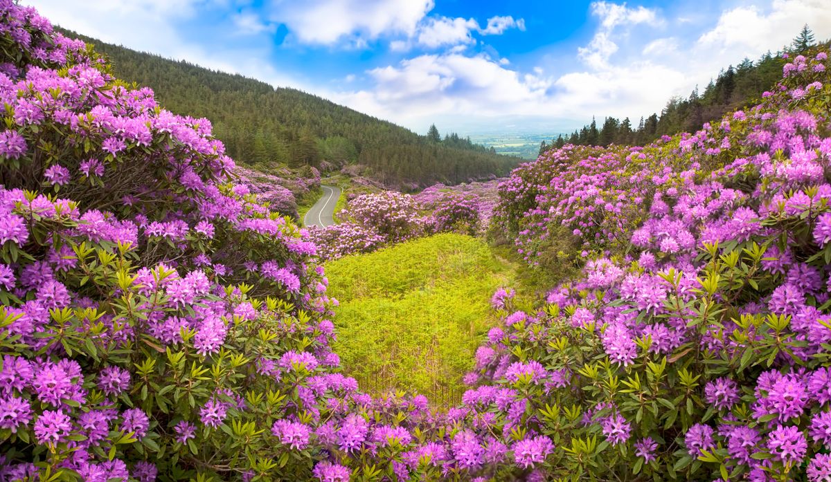 A scenic landscape featuring a lush, vibrant field of purple flowers set against a backdrop of rolling hills and a clear blue sky with sporadic clouds.