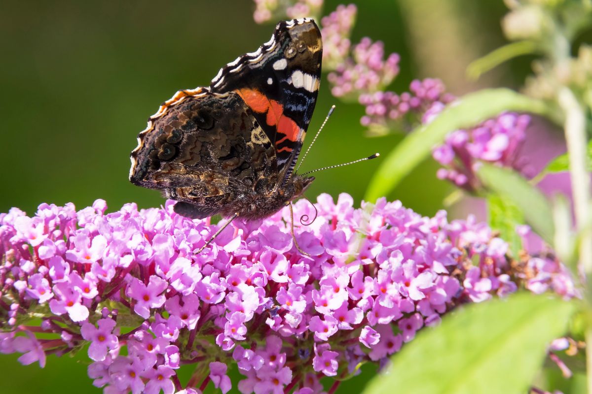 Buddleia needs to be cut back in early spring