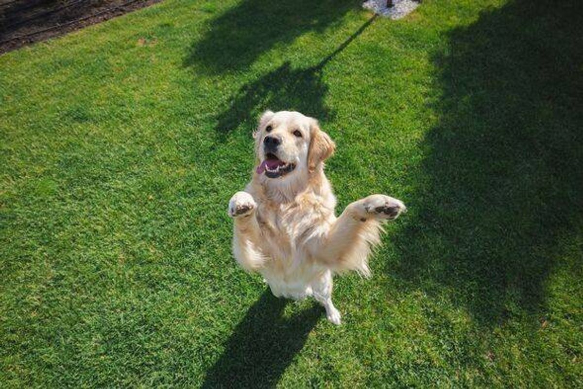 Golden retriever in a sunny green backyard