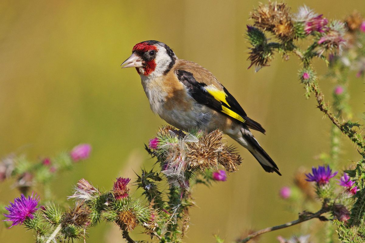 A  Goldfinch  [Carduelis carduelis] feeding on Thistle seeds. Picture taken on the 3rd of August 2018. Swindon, Wiltshire, England