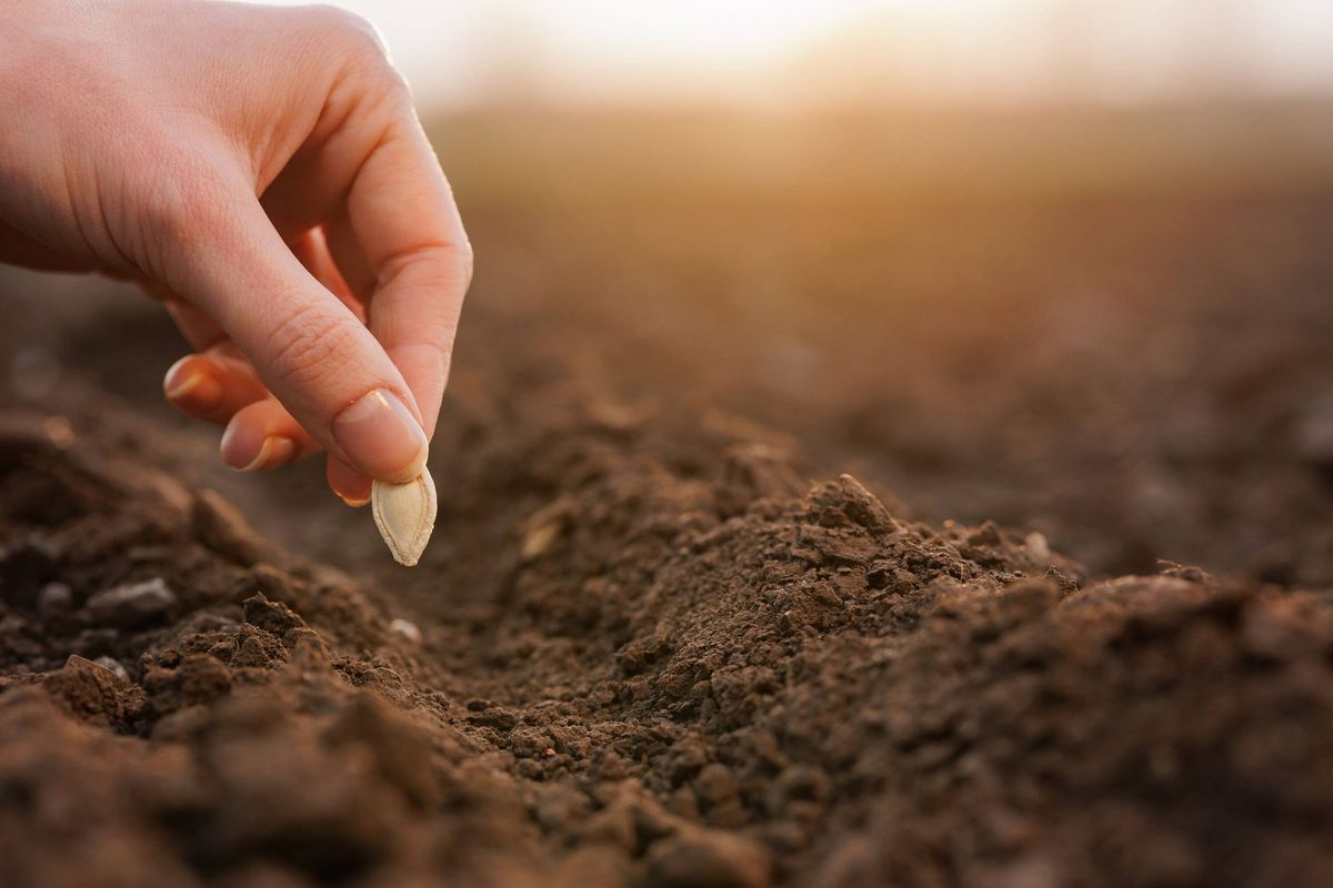 Hand placing vegetable seed into soil furrow during outdoor planting season