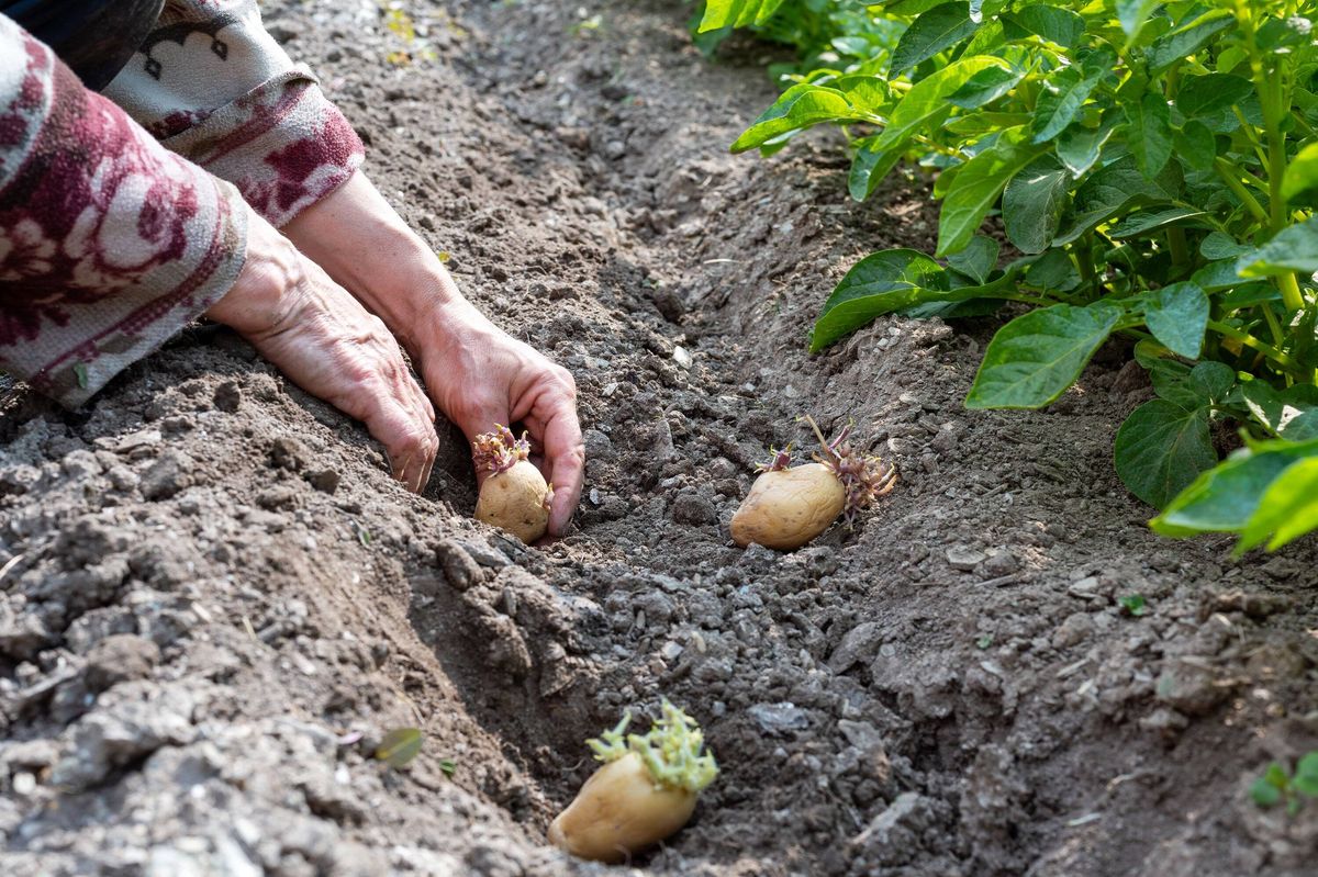 Hand planting potato tubers with sprouts in the ground. Agriculture.