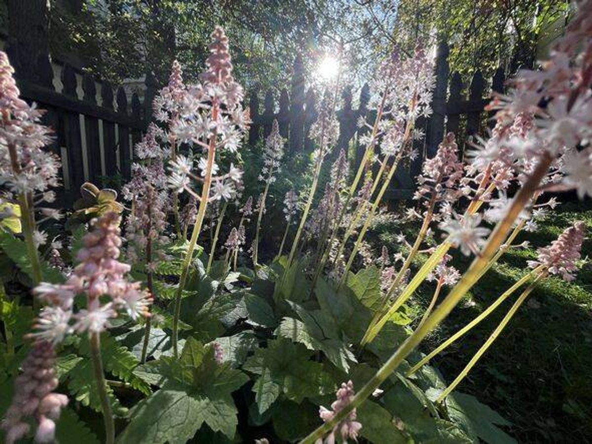 Heartleaf foamflower, known as Tiarella cordifolia blooming in sunlight in a garden. Native plants.