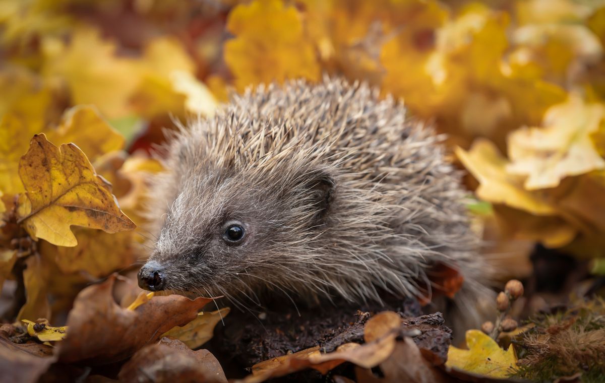 Close up of a wild, native, European hedgehog in Autumn foraging in colourful orange and yellow oak leaves, facing left