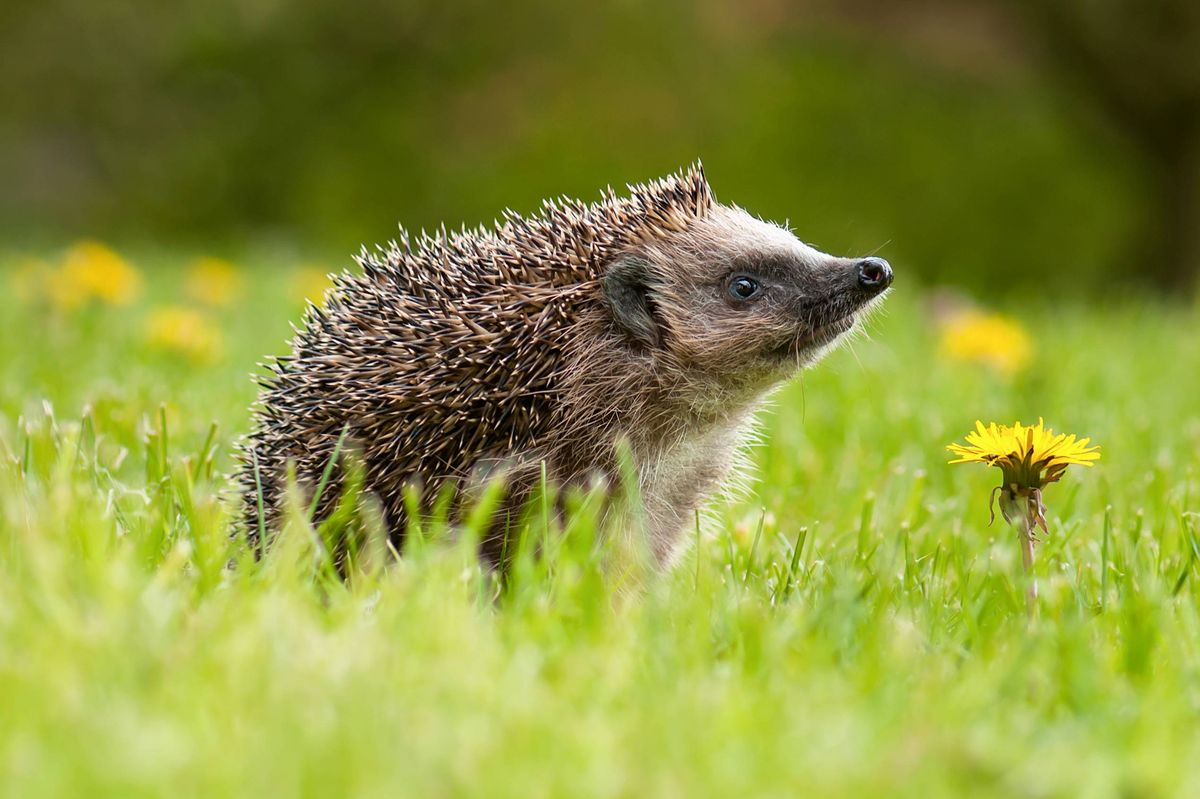 European hedgehog (Erinaceus europaeus) on the meadow with dandelion flower (Taraxacum officinale) in the garden.