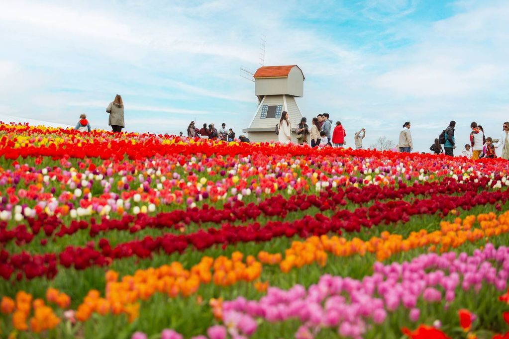 Tulleys Tulip Garden will be home to 100 different tulip varieties for spring 2026