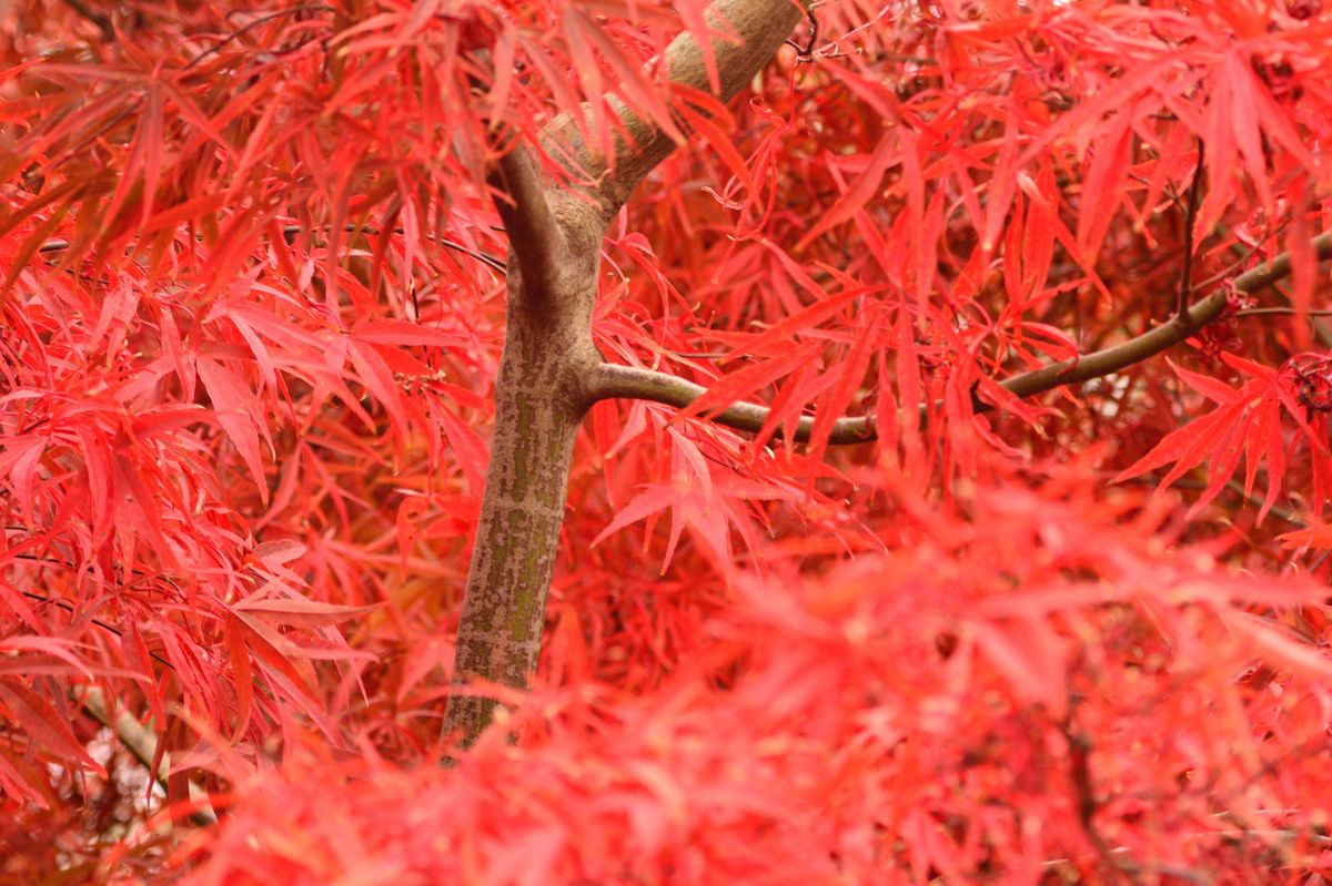 Japanese Maple in Fall Colors. (Photo by: Education Images/Universal Images Group via Getty Images)