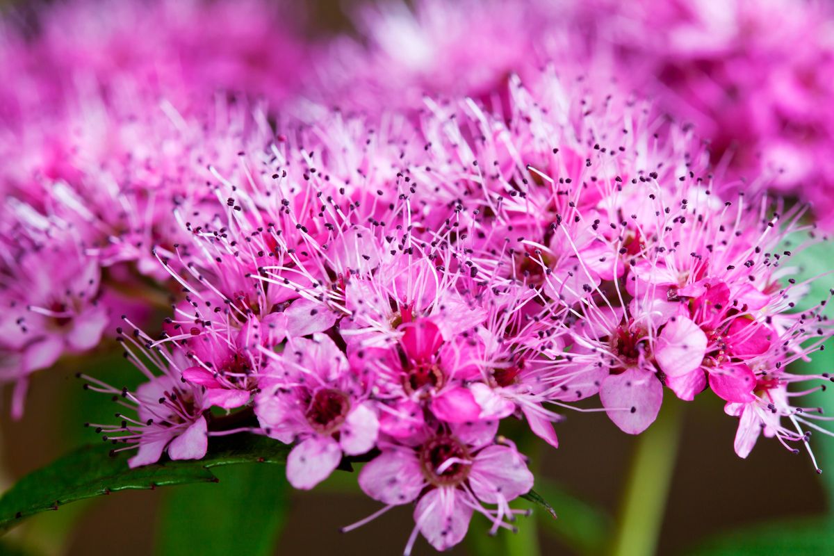 Double Play Doozie Spirea 