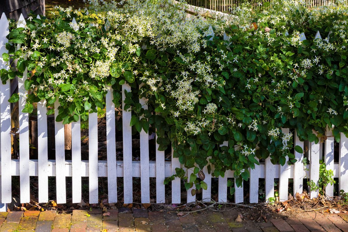 Beautiful Jasmine Vine drapes over a white picket fence in downtown historical Old Salem in North Carolina, USA