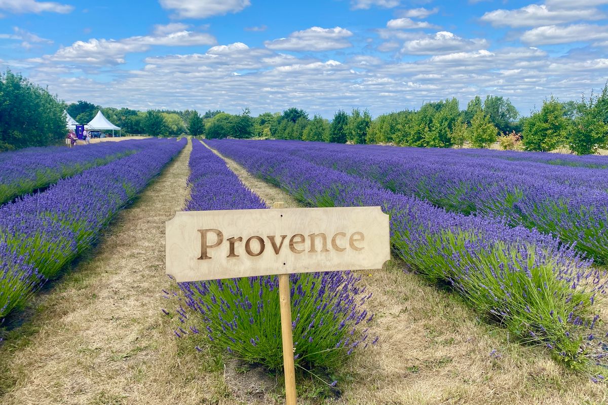 Mayfield’s Secret Lavender Garden