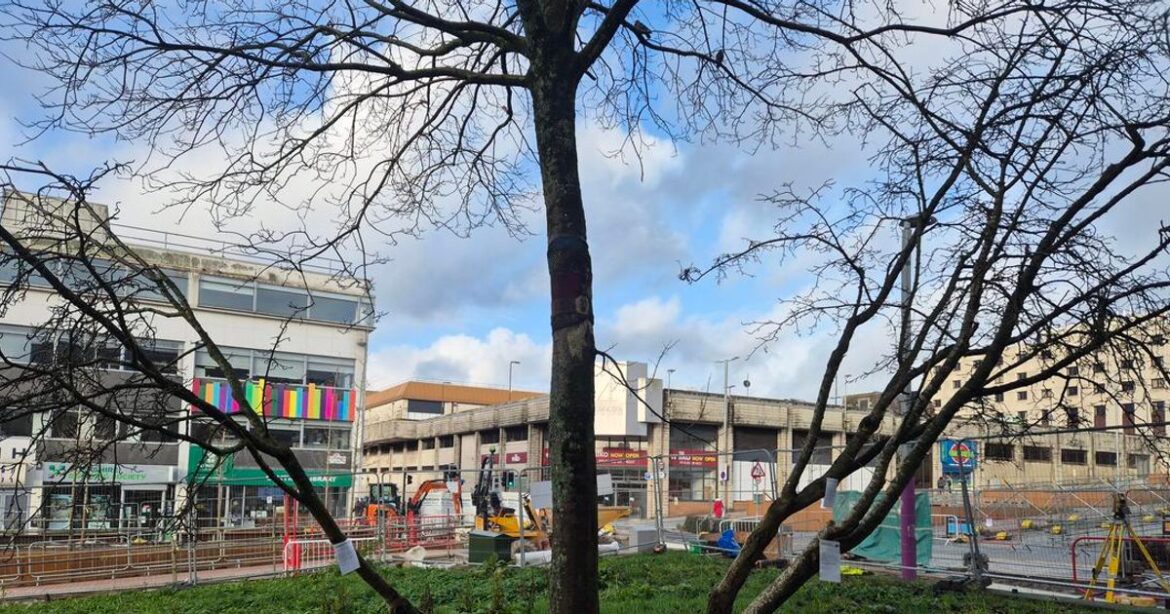 Zero child poisonings in a decade, yet Plymouth’s ‘toxic’ trees face axe Plymouth Live