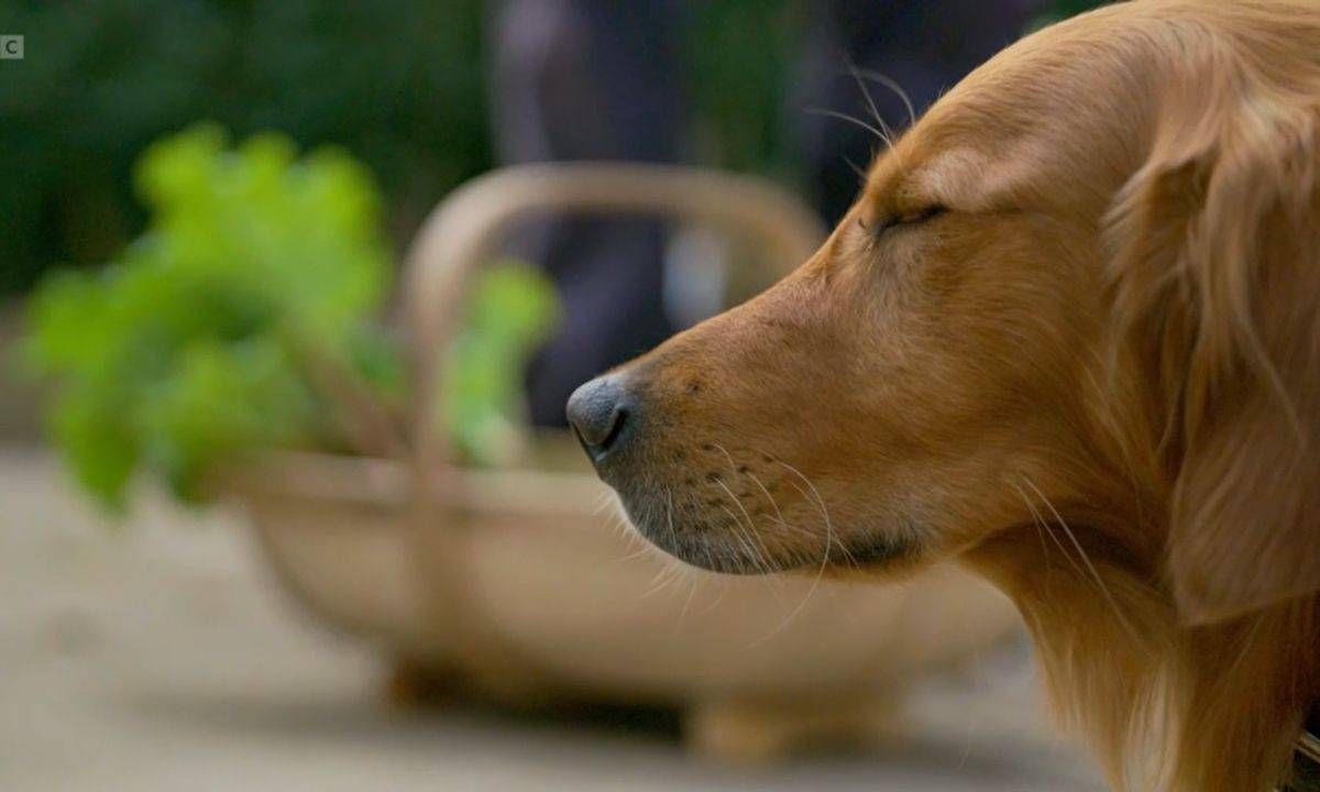 Monty Don's dog in front of the basket of rhubarb