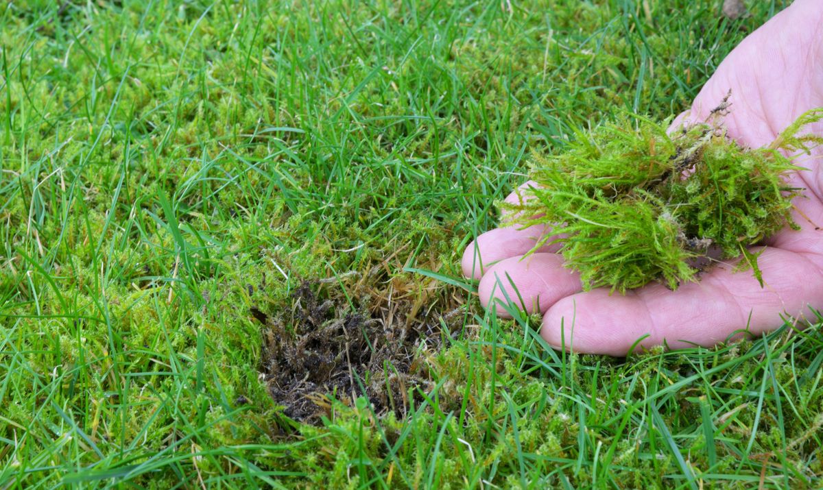 Lawn in the garden with moss in hand