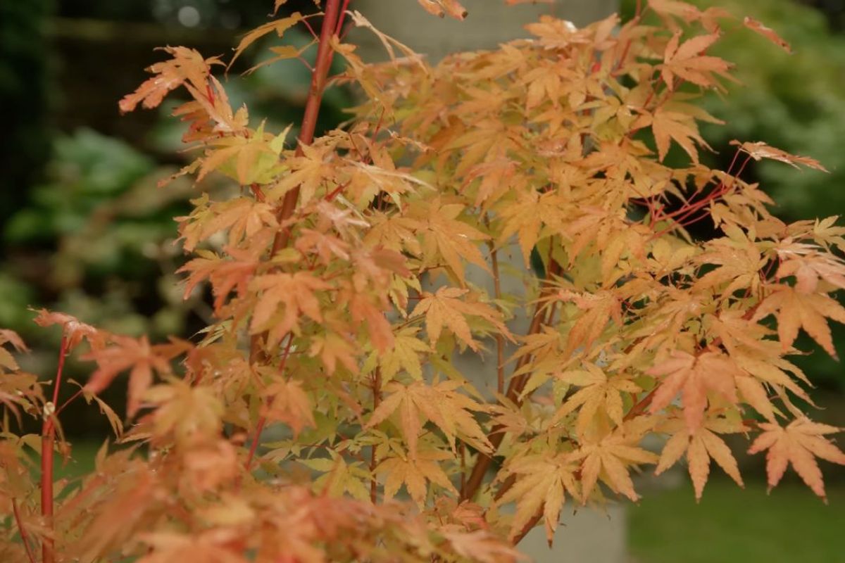 Japanese maple tree