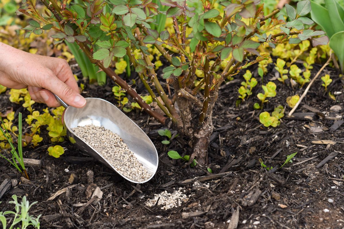 Person's hand spreading plant fertiliser under a rose bush with a scoop in a winter garden