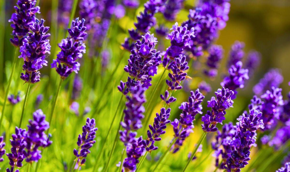 Picture of a bushy and healthy lavender bush