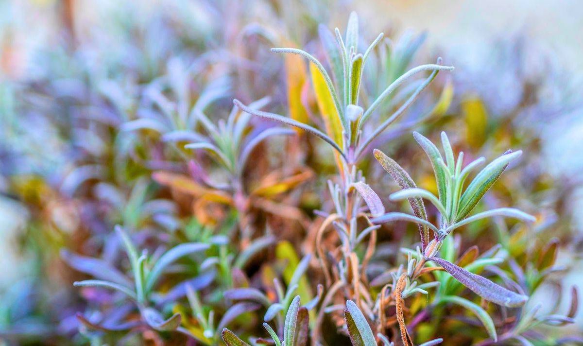 Picture of a green lavender stem