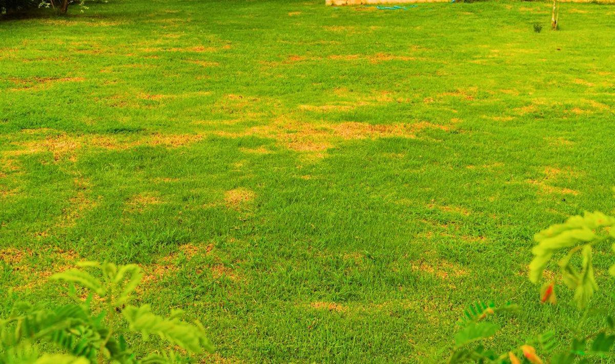 Picture of a patchy garden