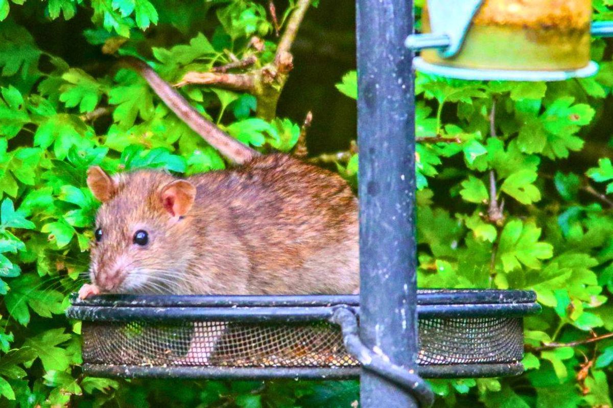 Picture of a rat climbing a birdfeeder