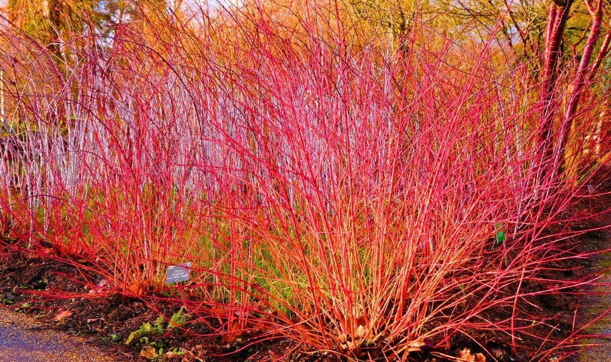 Picture of orange dogwood 