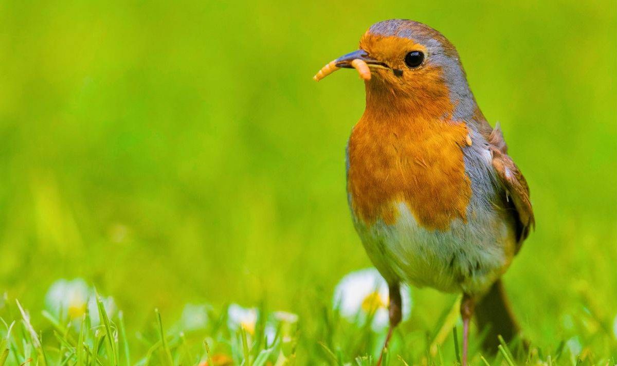 Picture of robin eating an insect on a lawn