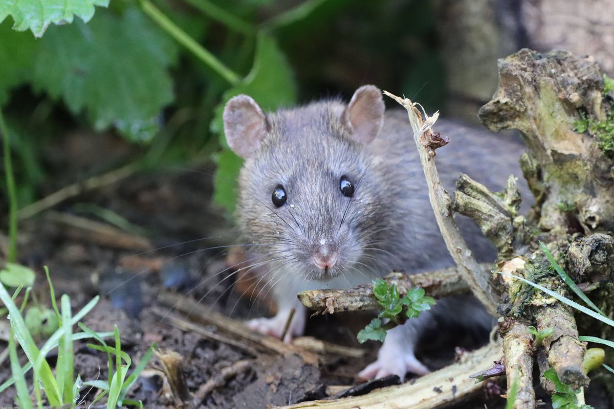 Rat on the ground poking it's head out looking directly at the camera