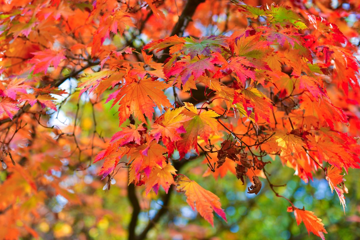 Close-up image showing the vibrant changing Autumn colours of the Japanese Maple - Acer Palmatum
