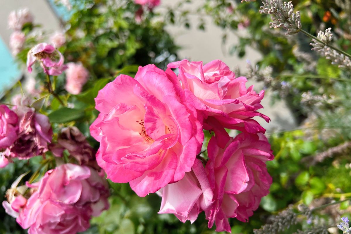 Close-up of a rose flower at Nidau,, Bern Canton, Switzerland