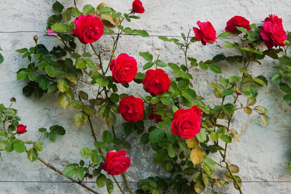 Red roses in the garden.
