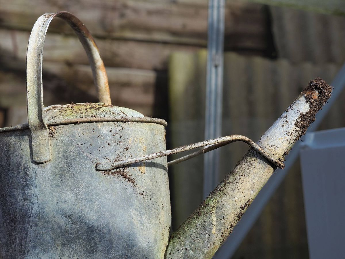 Rustic metal garden watering can in a garden.