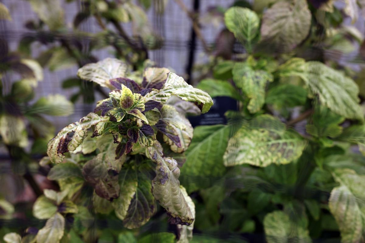 Salvia divinorum in the poisonous garden