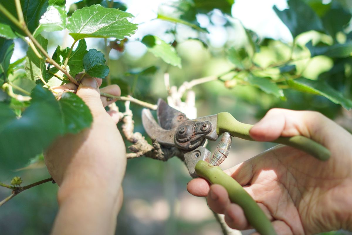 Scissors for trimming branches