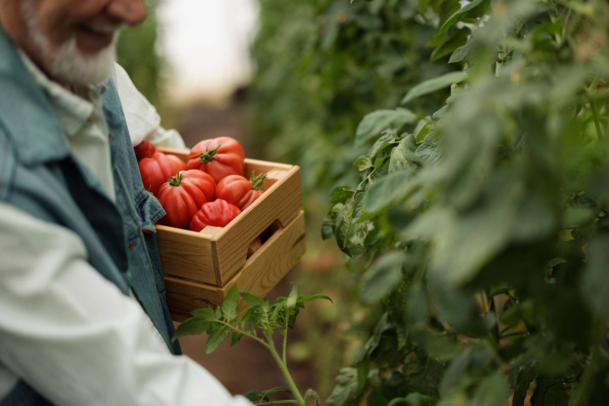 Senior adult farmer harvesting organic tomatoes in greenhouse
