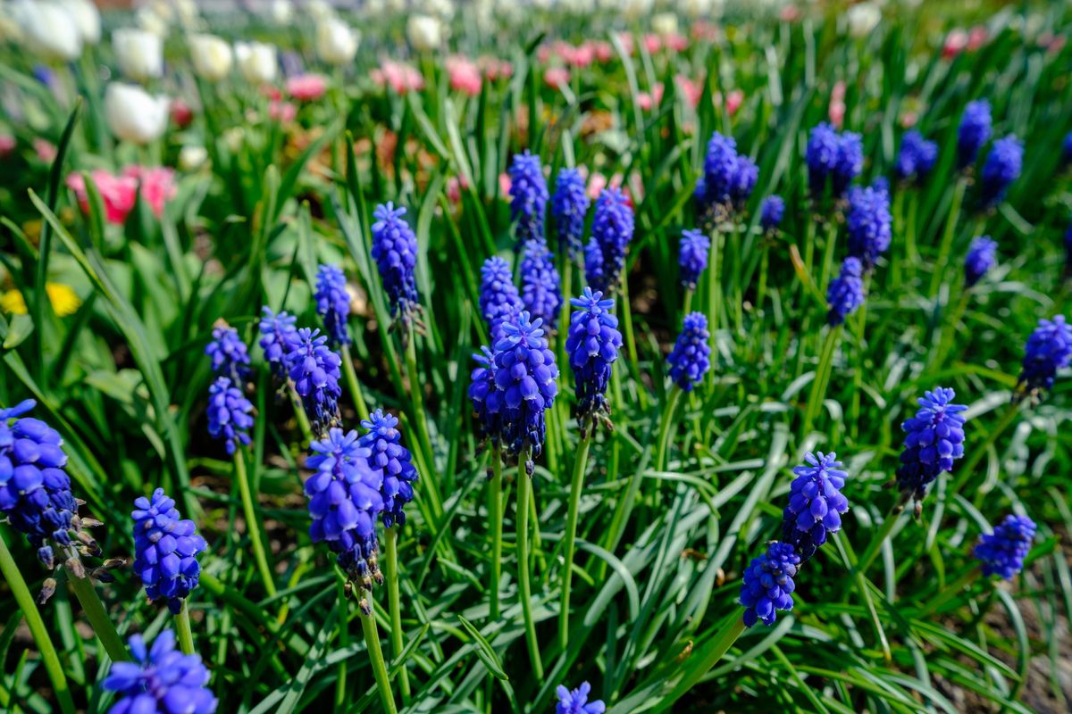 Spring flowers in the garden. tulips, hyacinths, daffodils. The scent of spring in a beautiful garden