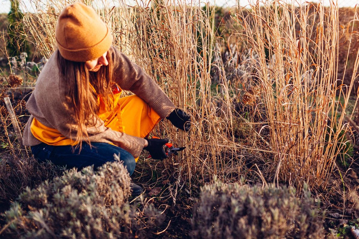 Spring garden cleanup. Woman cutting back perennial ornamental grasses. Gardener pruning panicum with shears.