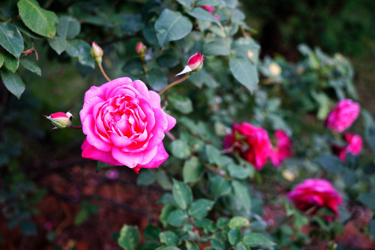 Vibrant fuchsia Gertrude Jekyll shrub background